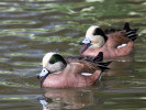 American Wigeon (WWT Slimbridge March 2011) - pic by Nigel Key